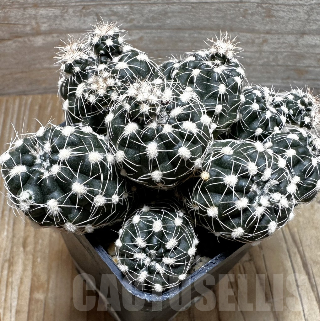 SHPR31845 Gymnocalycium bruchii v. albispinum