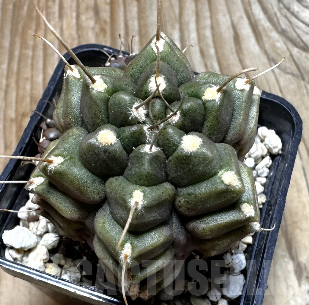 SHPR28690 Gymnocalycium mihanovichii 'North Star B' - Image 2
