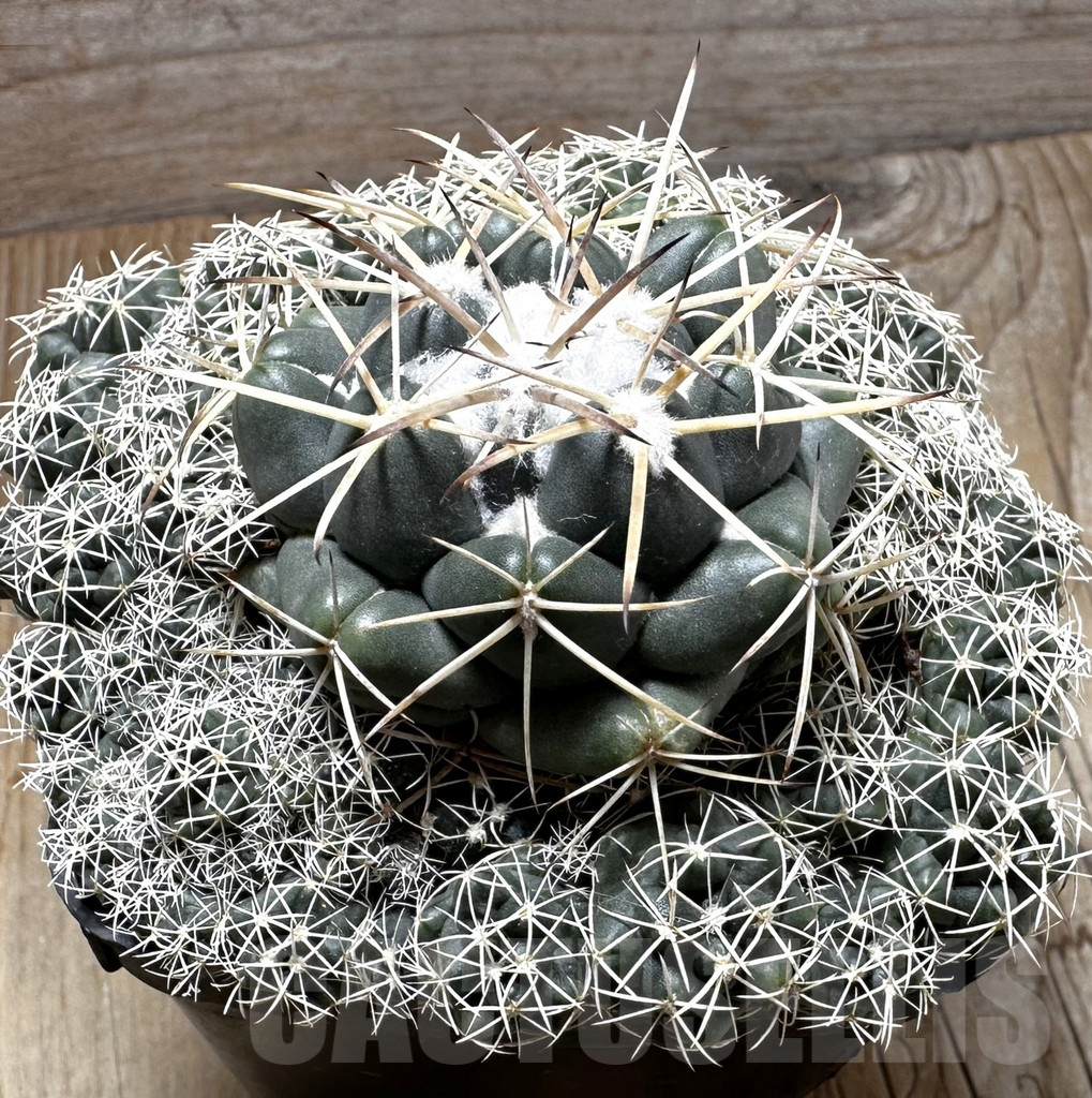SHPR31641 Coryphantha sulcolanata