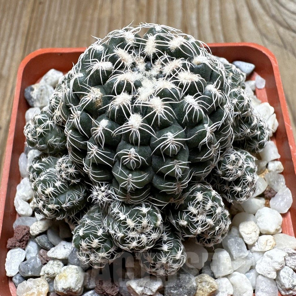 SHPR29186 Gymnocalycium bruchii v. glaucum GN 230-678