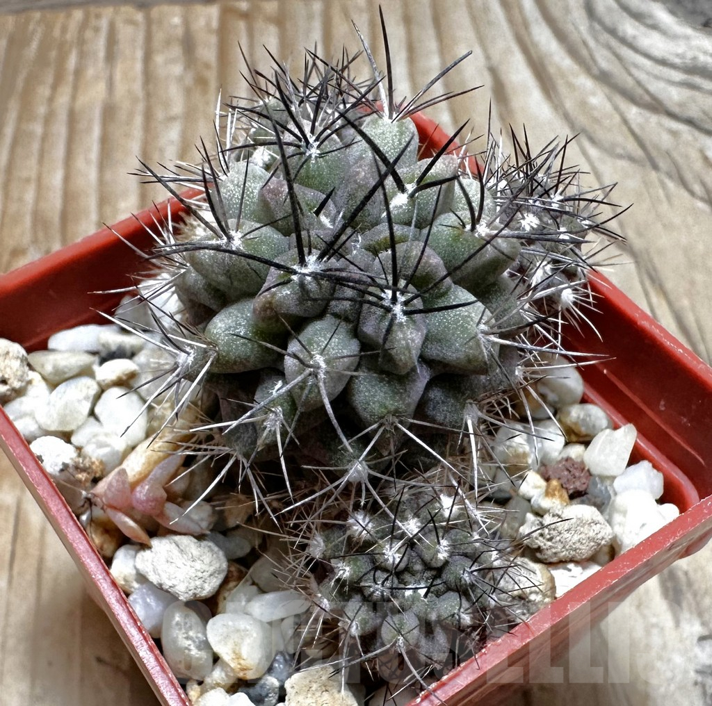 SHPR10513 Neoporteria curvispina v. echinus