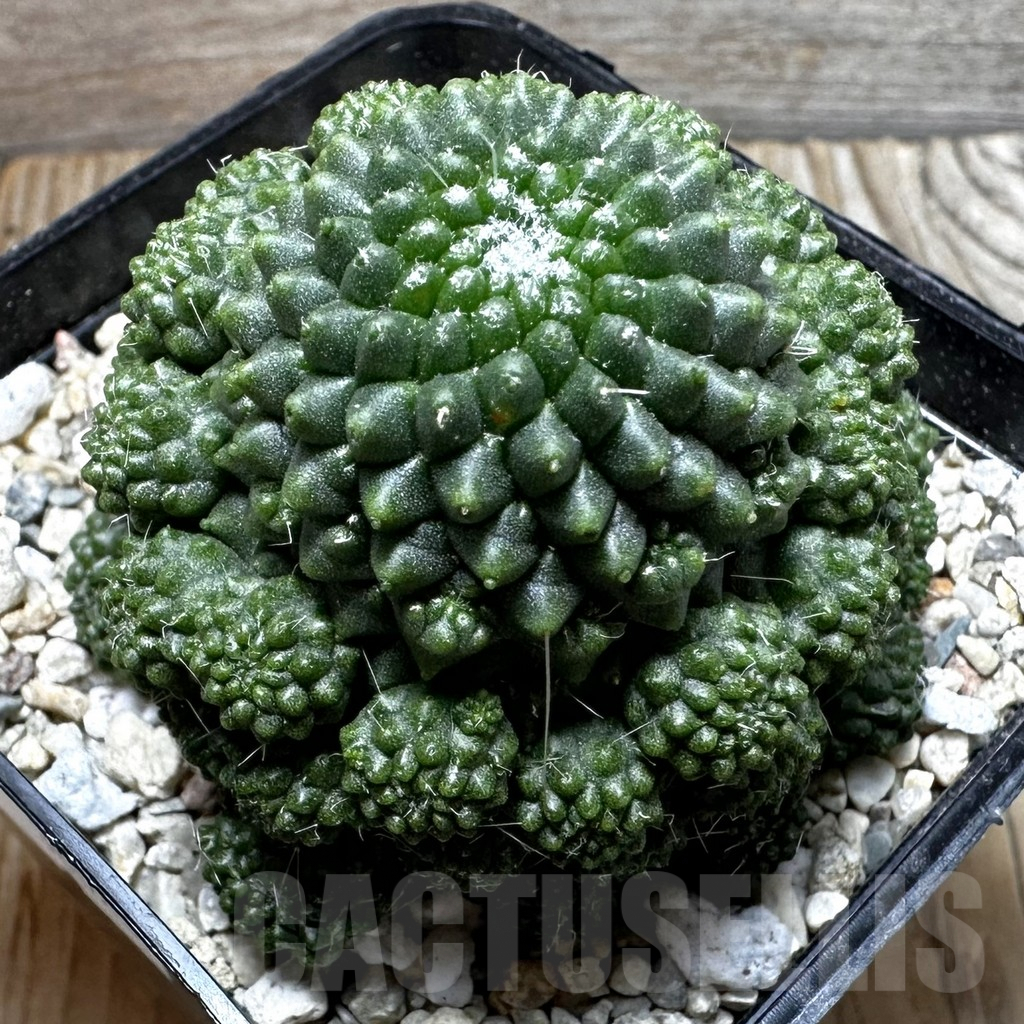 SHPR36023 Mammillaria spinosissima ‘Uno Pico’ f. inermis