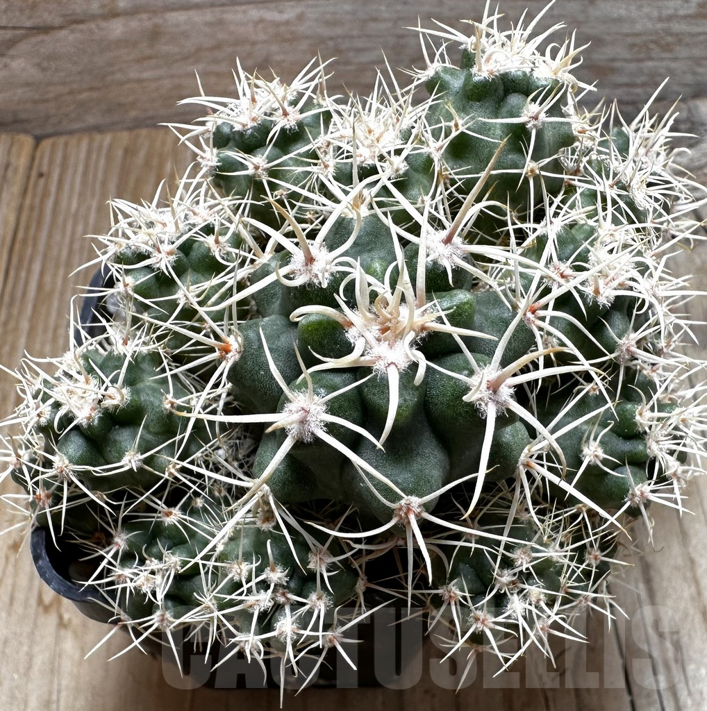 SHPR19289 Gymnocalycium achirasense v. echinatum GN 143-364