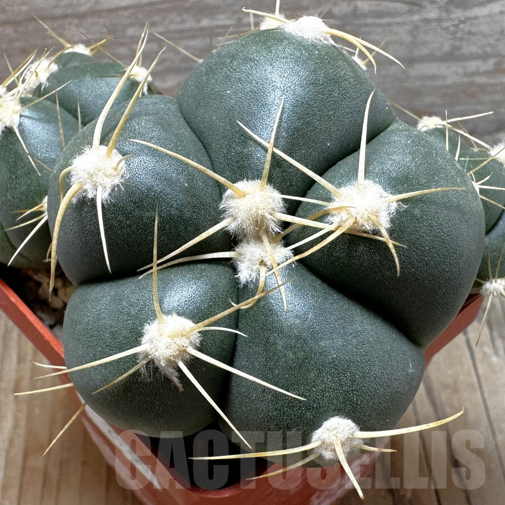 SHPR23550 Gymnocalycium buenekeri KK 338.12 - Image 2