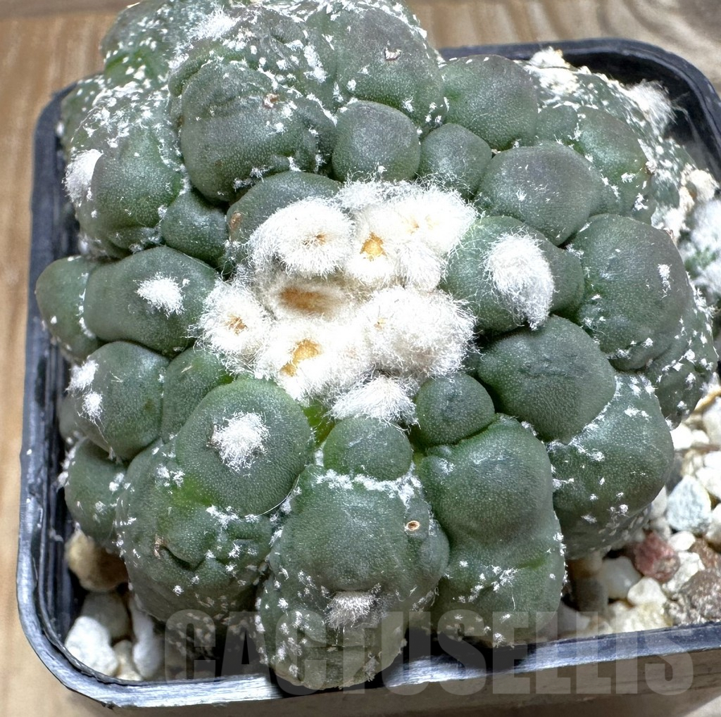 SHPR22993 Astrophytum asterias ‘Kikko Lizard Skin’, seedling