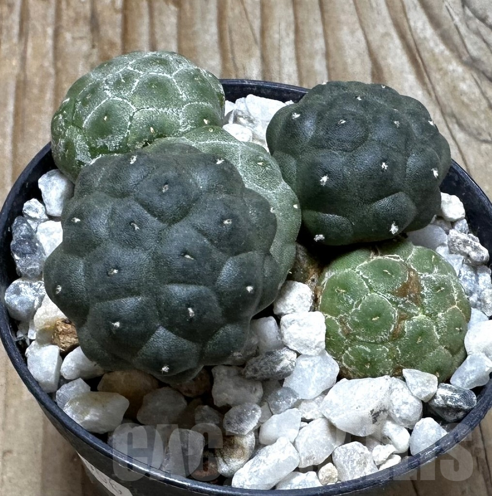 SHPR31066 Puna bonnieae f. inermis -Prov. Catamarca, 2500 to 3,300m, Argentina-