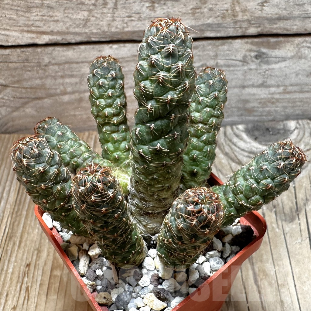 SHPR11907 Sulcorebutia tarabucoensis L 387