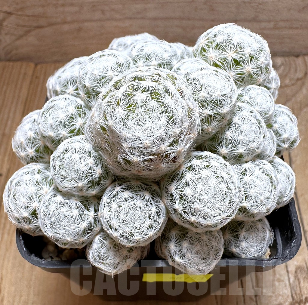 SHPR28753 Mammillaria humboldtii f. caespitosa