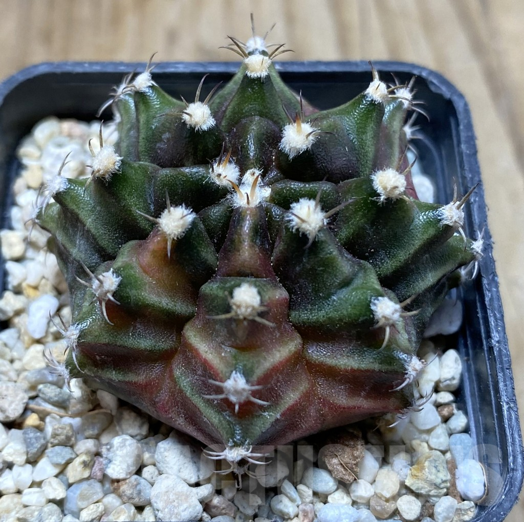 SHPR37914 Gymnocalycium mihanovichii ‘Sepia’ seedling