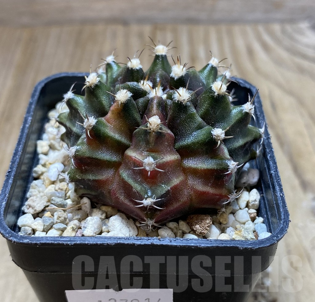 SHPR37914 Gymnocalycium mihanovichii ‘Sepia’ seedling – Image 2