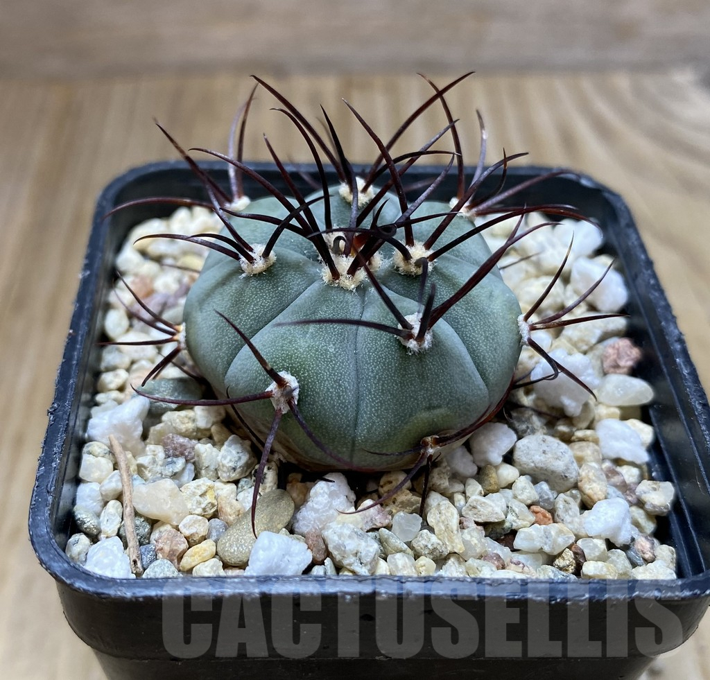 SHPR37915 Gymnocalycium cabreraense VOS 2122 – Image 2