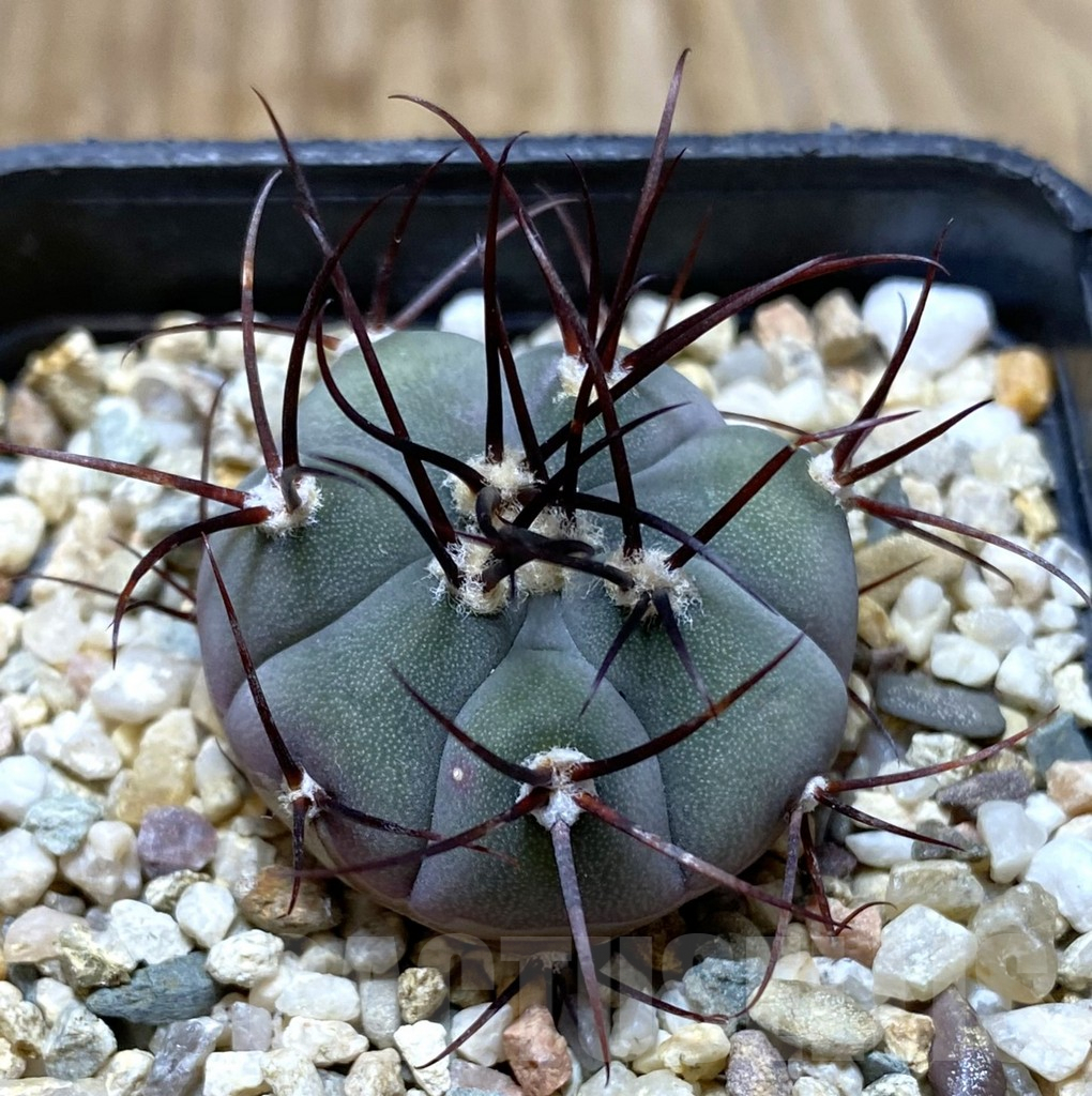 SHPR37916 Gymnocalycium cabreraense VOS 2122