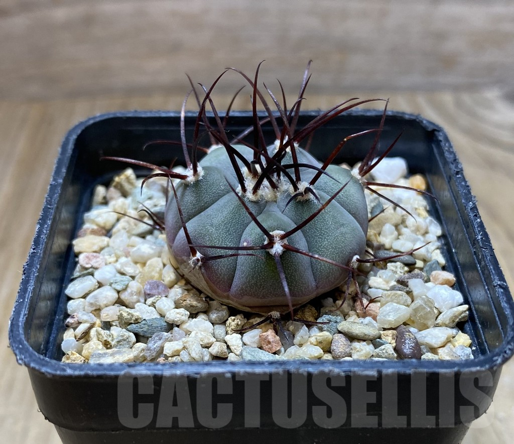 SHPR37916 Gymnocalycium cabreraense VOS 2122 – Image 2