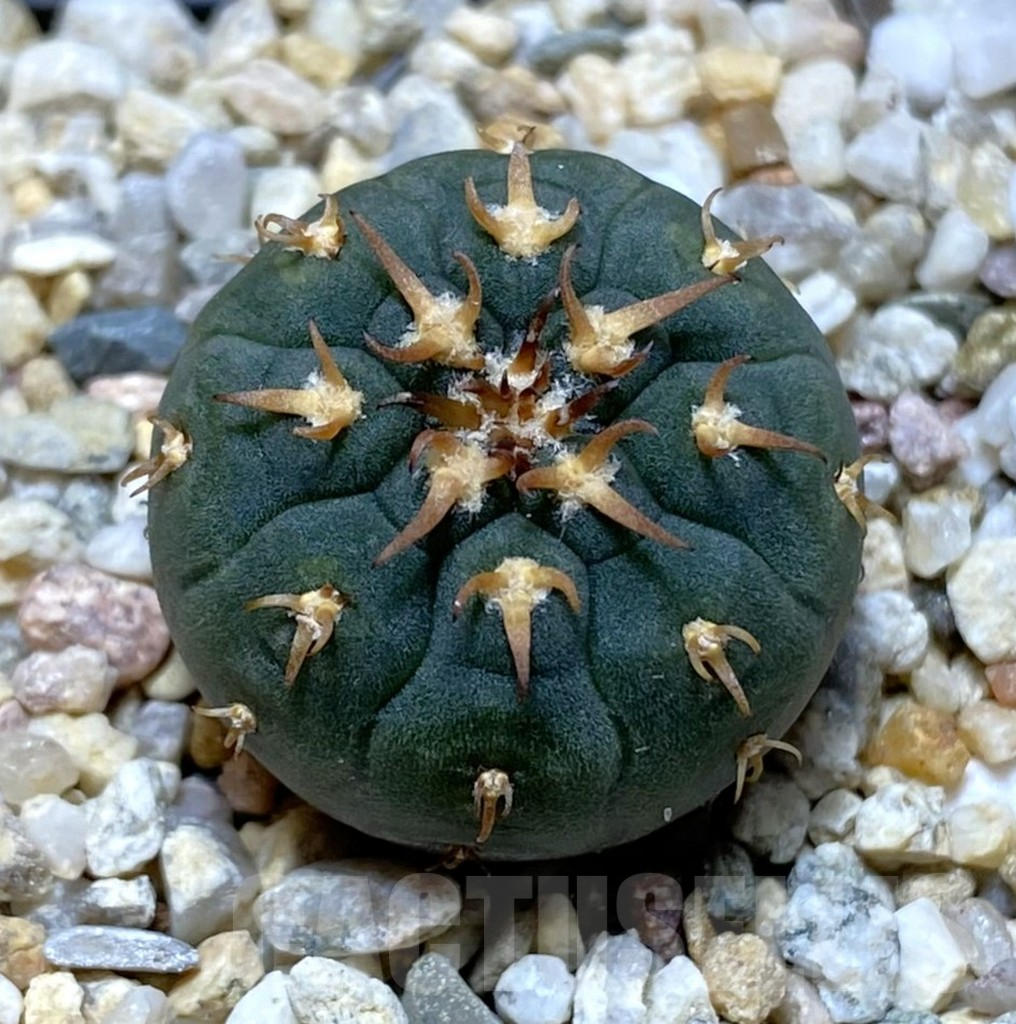 SHPR37917 Gymnocalycium spegazzinii v. unguispinum SL443