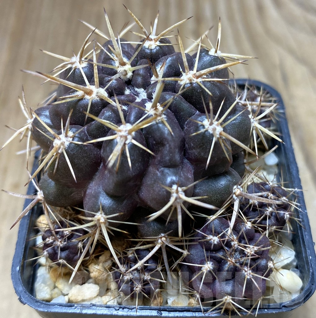 SHPR9566 Neoporteria curvispina v. andicola f. mollensis