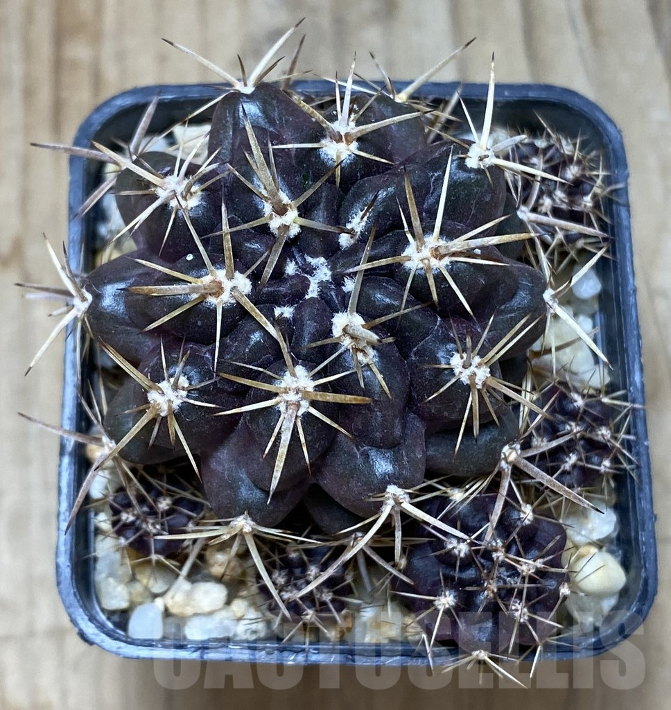 SHPR9566 Neoporteria curvispina v. andicola f. mollensis - Imagen 2