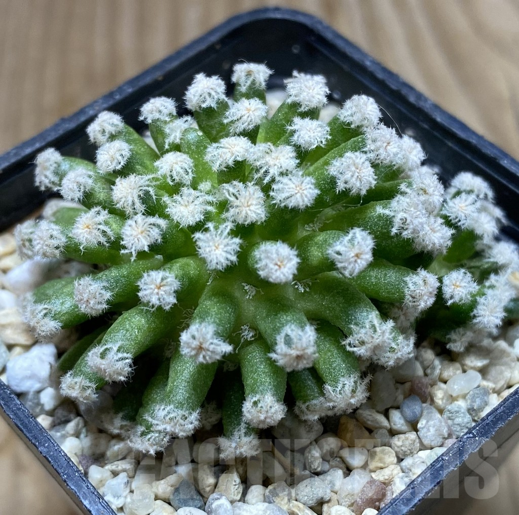 SHPR37889 Mammillaria plumosa ‘Snow’