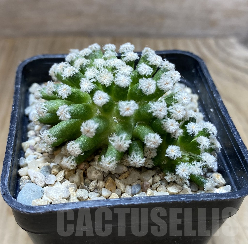 SHPR37889 Mammillaria plumosa ‘Snow’ - 画像 (2)