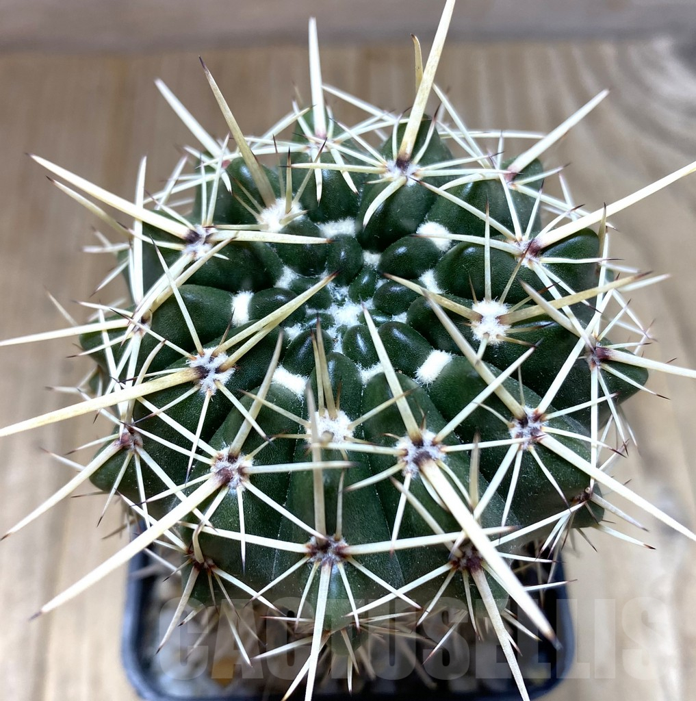 SHPR37884 Notocactus turecekianus