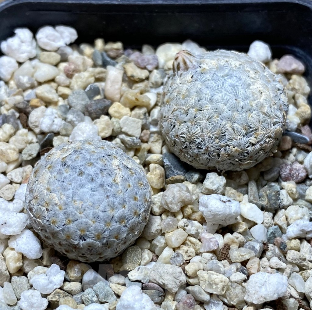 SHPR37890 Mammillaria breviplumosa 2 plants seedling, own roots