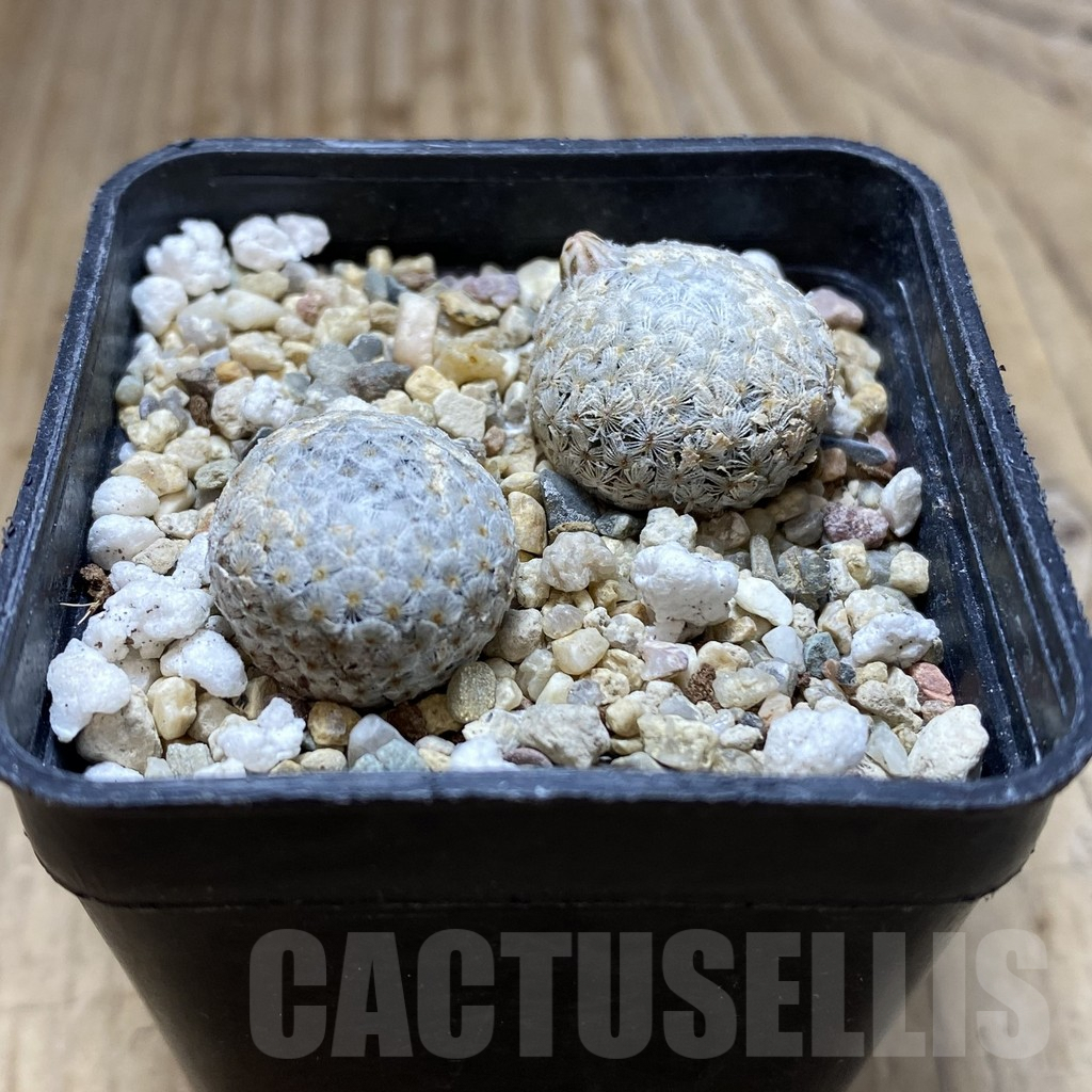 SHPR37890 Mammillaria breviplumosa 2 plants seedling, own roots - Image 2