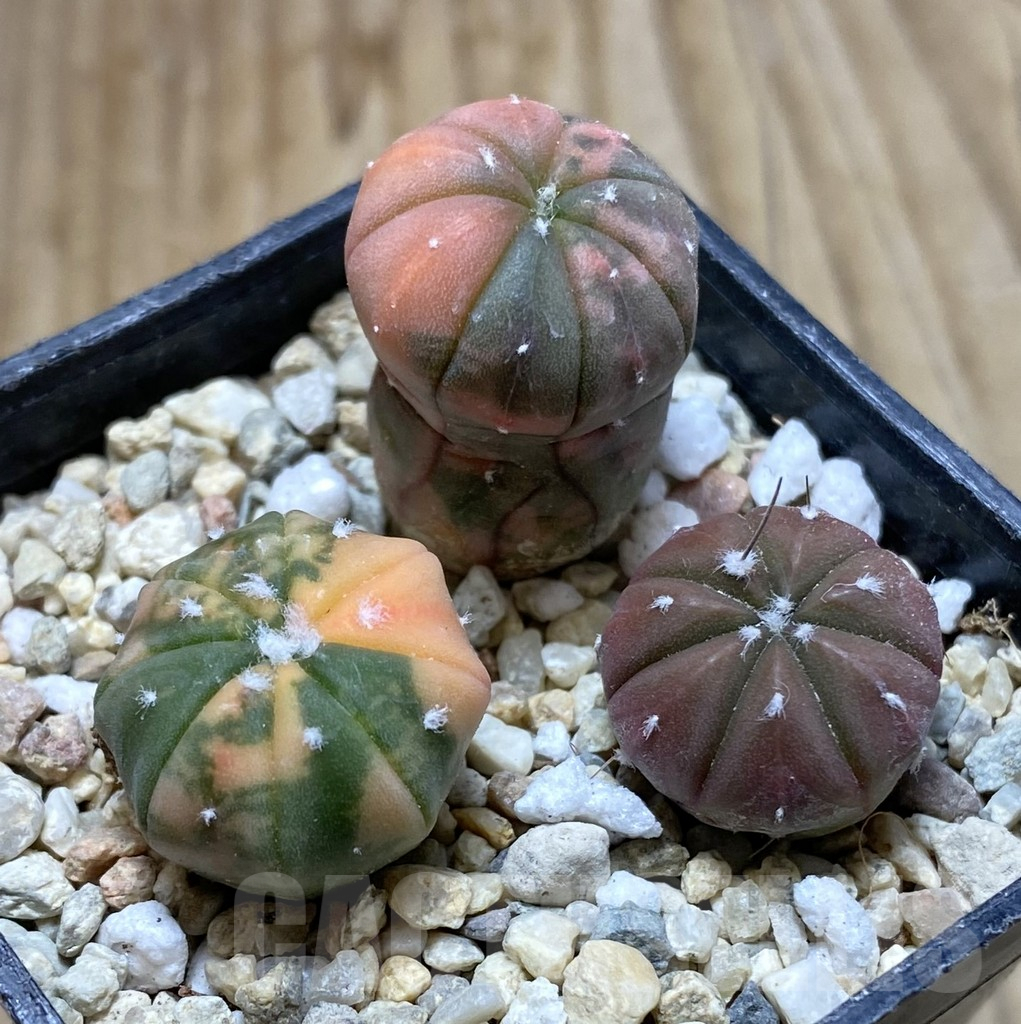 SHPR37891 Astrophytum asterias ‘Red Purple Skin’ f. variegata mix, 3 plants