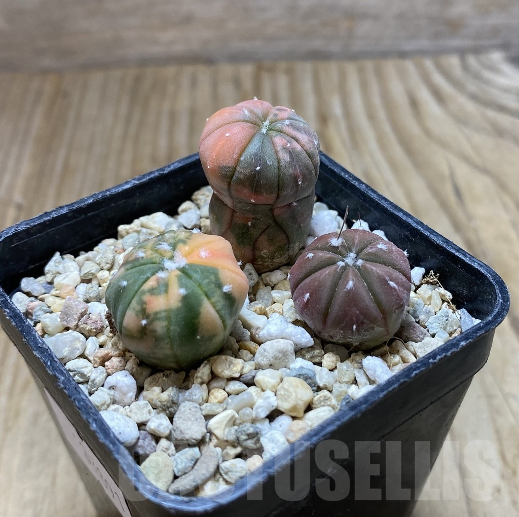 SHPR37891 Astrophytum asterias ‘Red Purple Skin’ f. variegata mix, 3 plants - Image 2