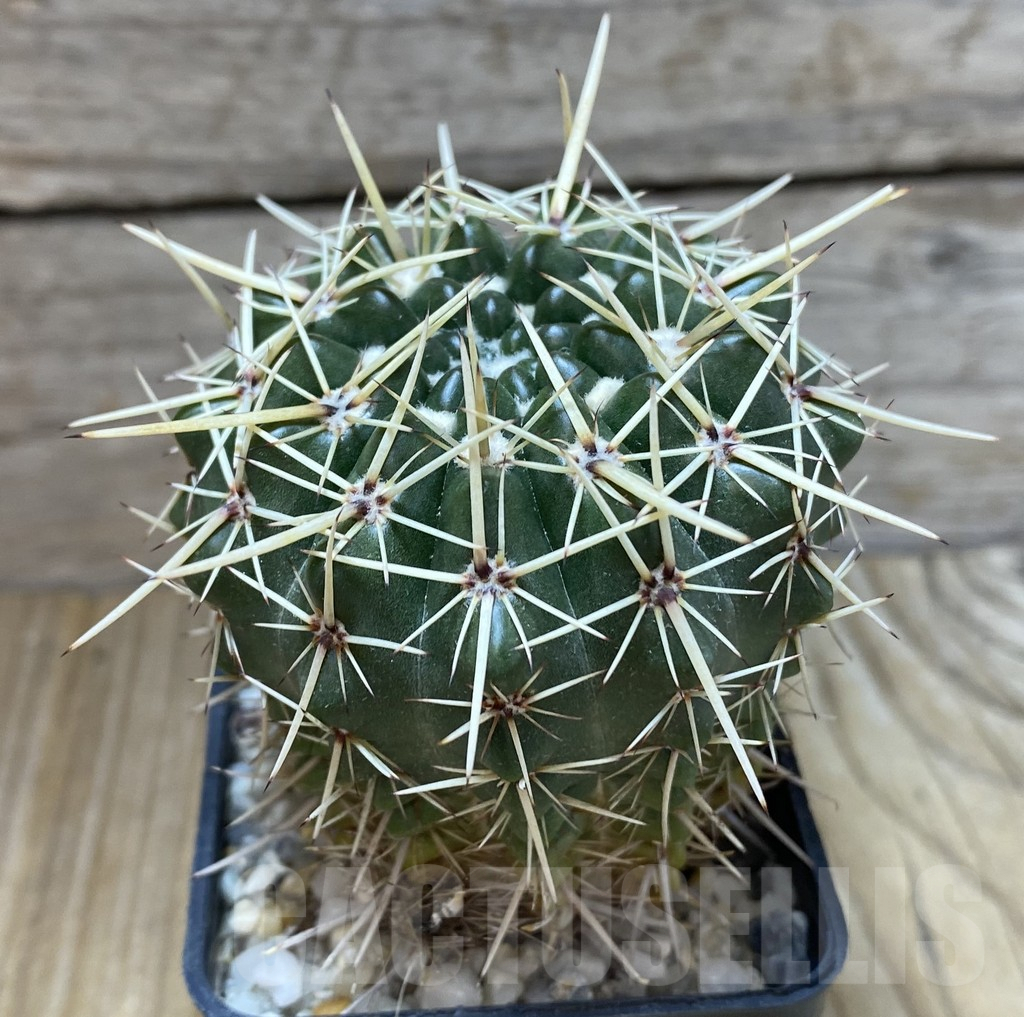 SHPR37884 Notocactus turecekianus - Image 2