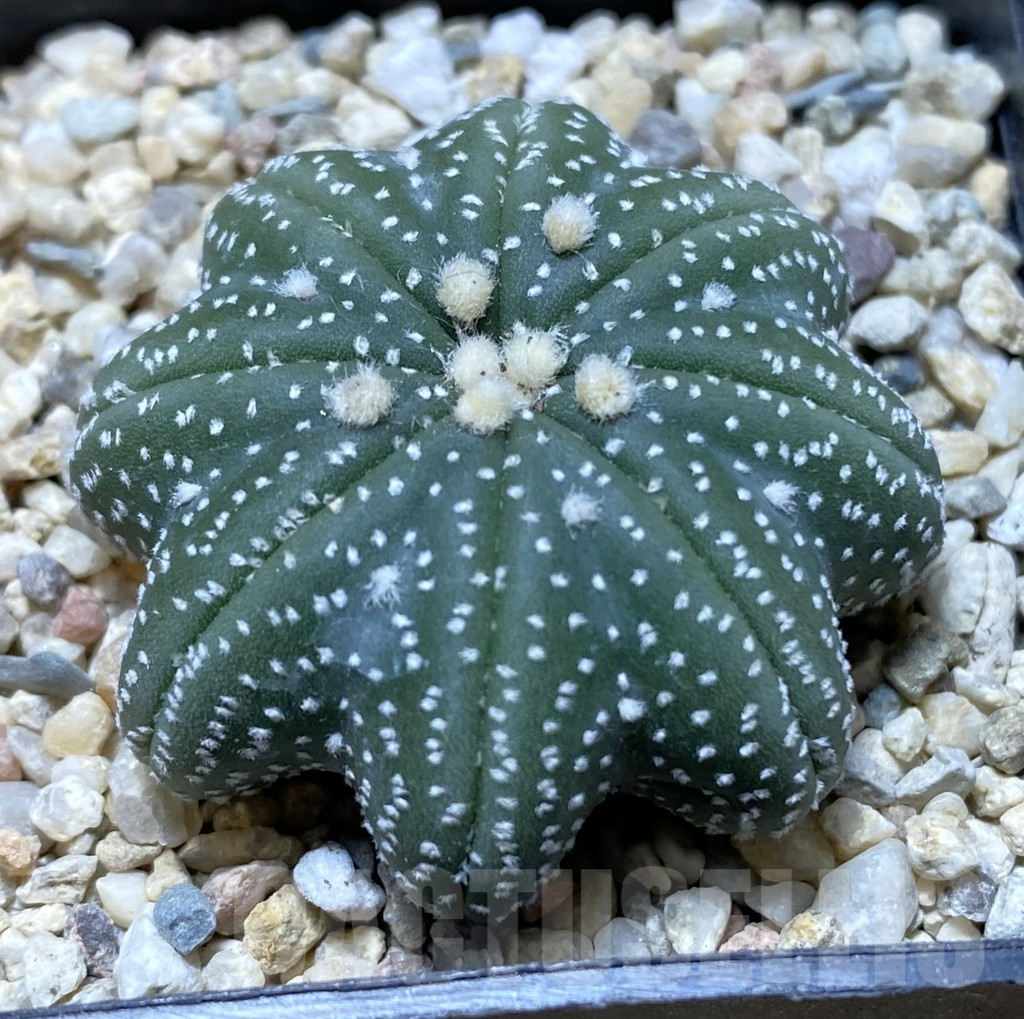 SHPR37895 Astrophytum asterias ‘Star Shape’