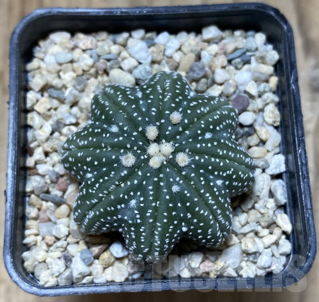 SHPR37895 Astrophytum asterias ‘Star Shape’ – Image 2