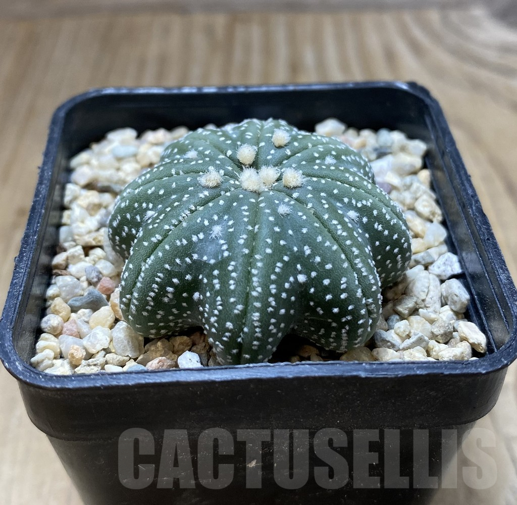SHPR37895 Astrophytum asterias ‘Star Shape’ – Image 3