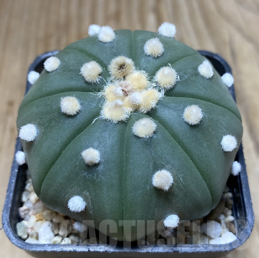 SHPR37896 Astrophytum asterias ‘Shinshowa’?