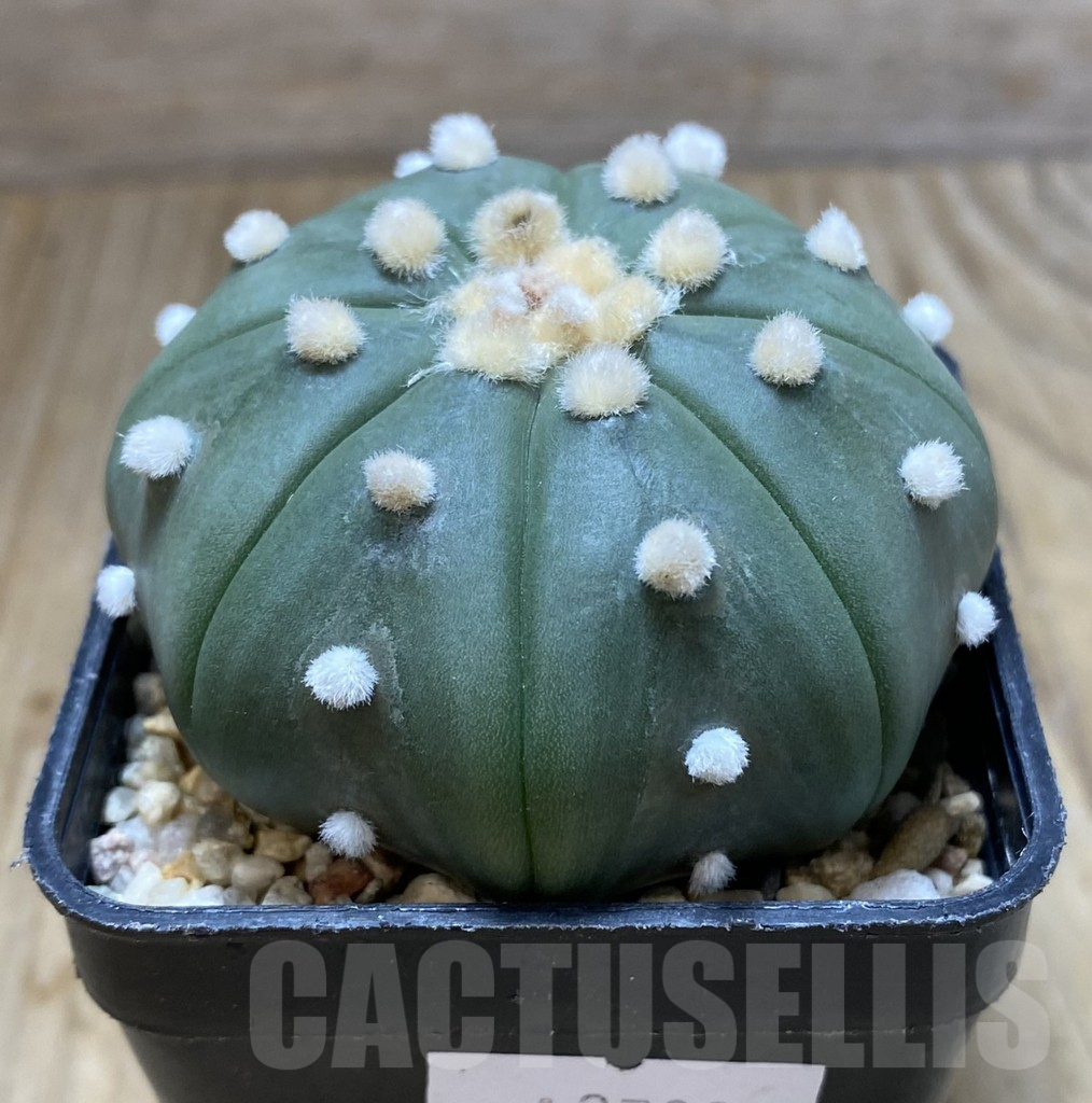 SHPR37896 Astrophytum asterias ‘Shinshowa’? – Image 2