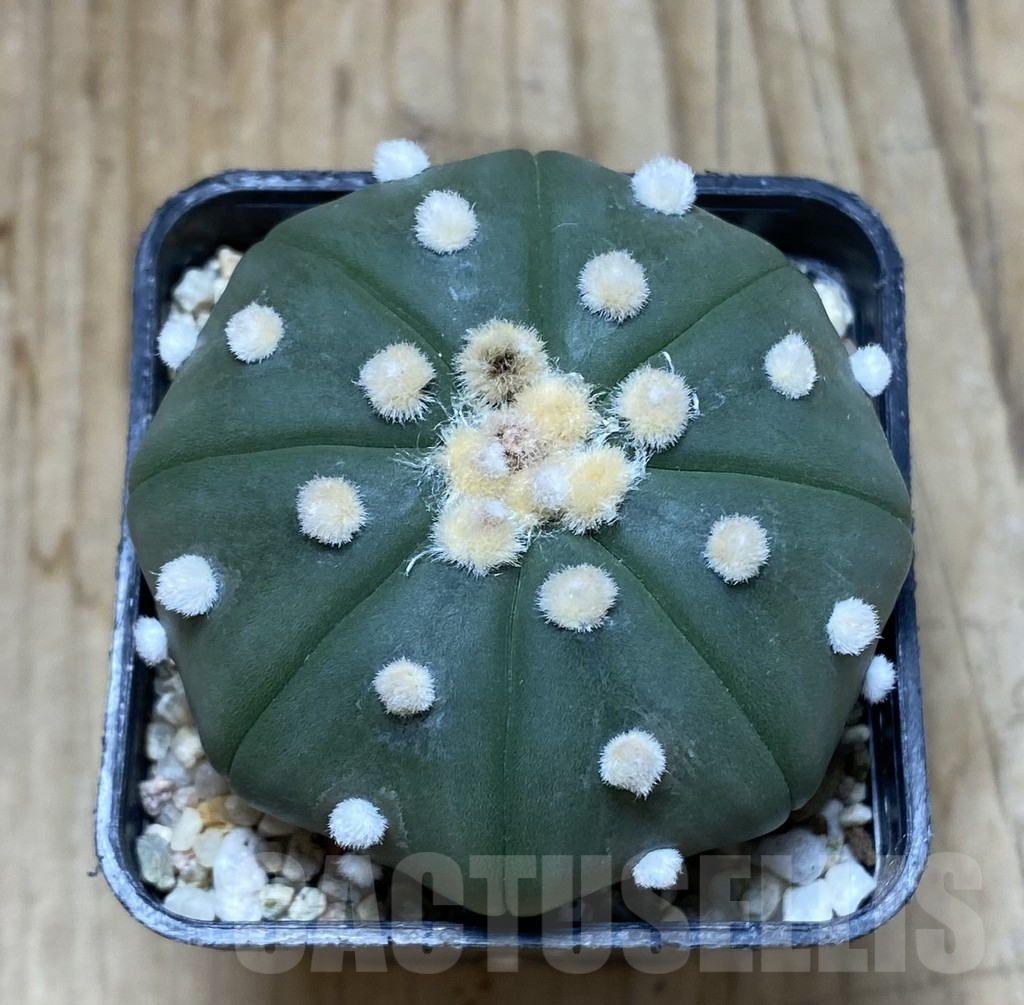 SHPR37896 Astrophytum asterias ‘Shinshowa’? – Image 3