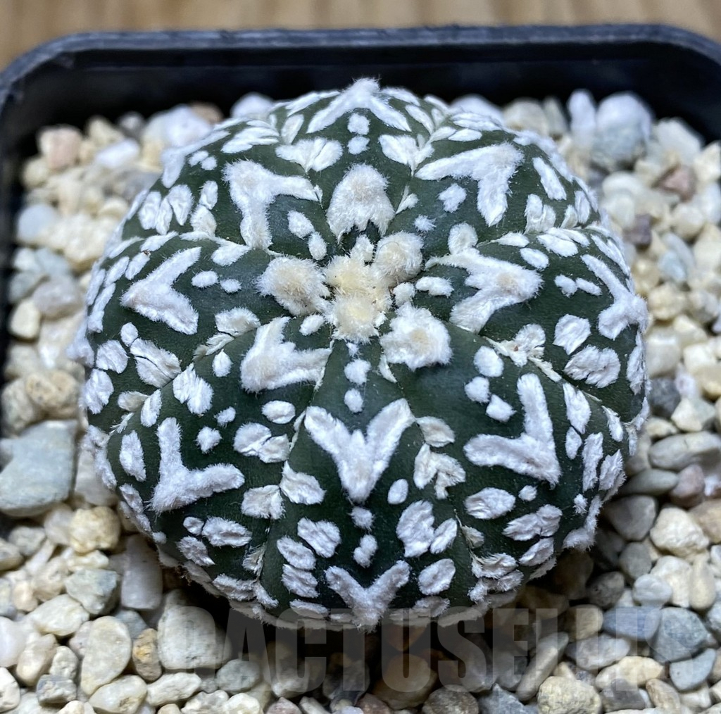 SHPR37900 Astrophytum asterias ‘Super Kabuto’ V-type