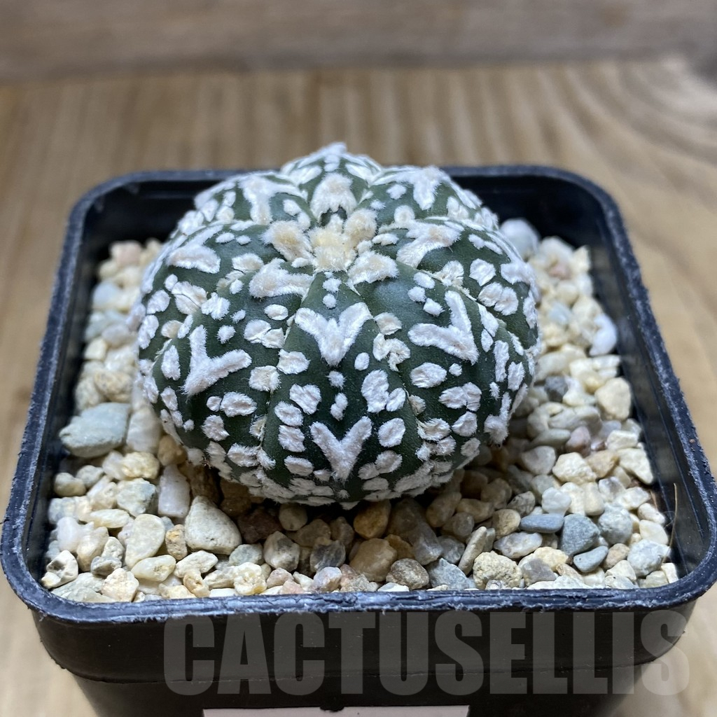 SHPR37900 Astrophytum asterias ‘Super Kabuto’ V-type – Image 2