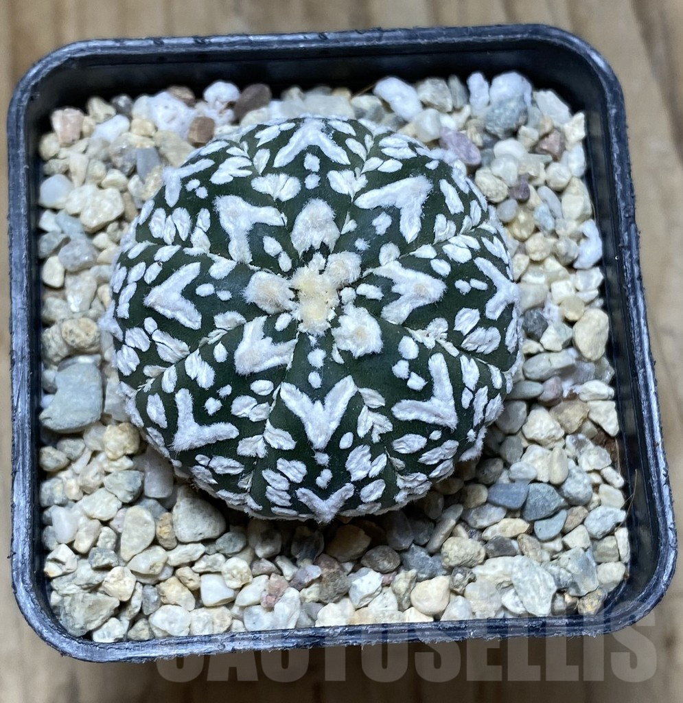 SHPR37900 Astrophytum asterias ‘Super Kabuto’ V-type – Image 3