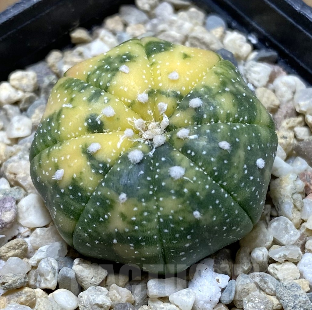 SHPR37902 Astrophytum asterias f. variegata