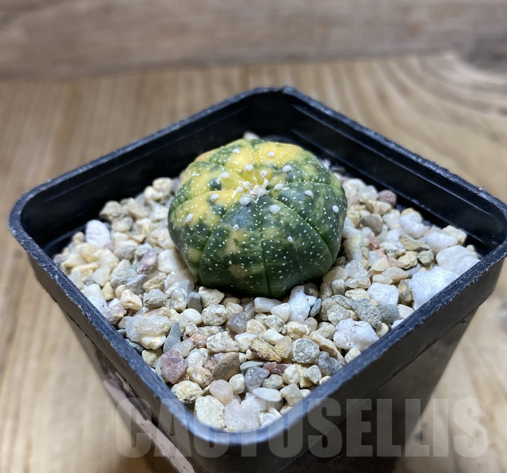 SHPR37902 Astrophytum asterias f. variegata - immagine 2