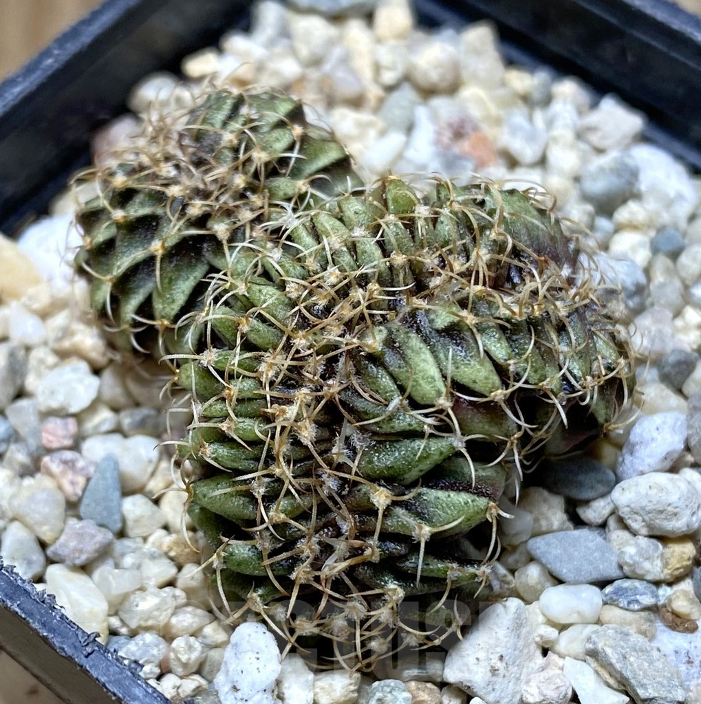 SHPR37906 Gymnocalycium friedrichii LB f. cristata