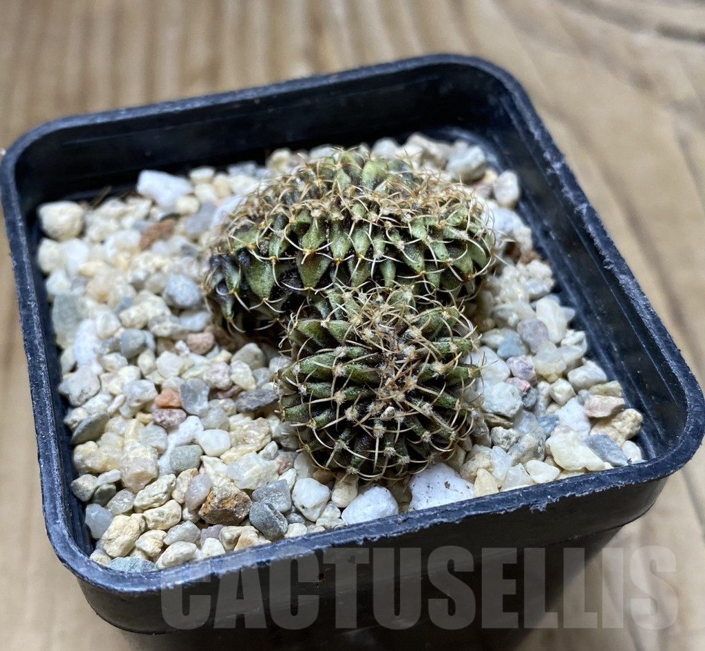 SHPR37906 Gymnocalycium friedrichii LB f. cristata - immagine 2