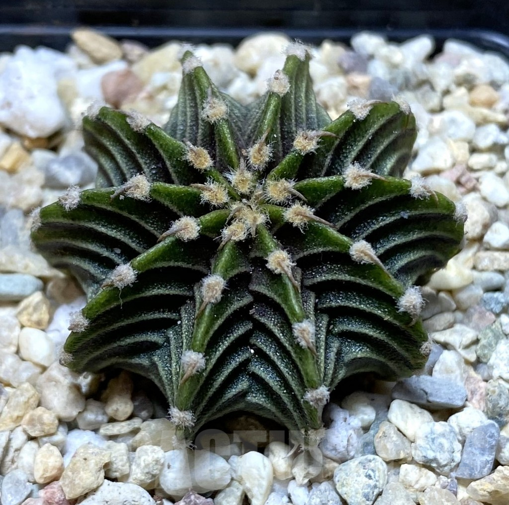 SHPR37908 Gymnocalycium friedrichii LB 2178