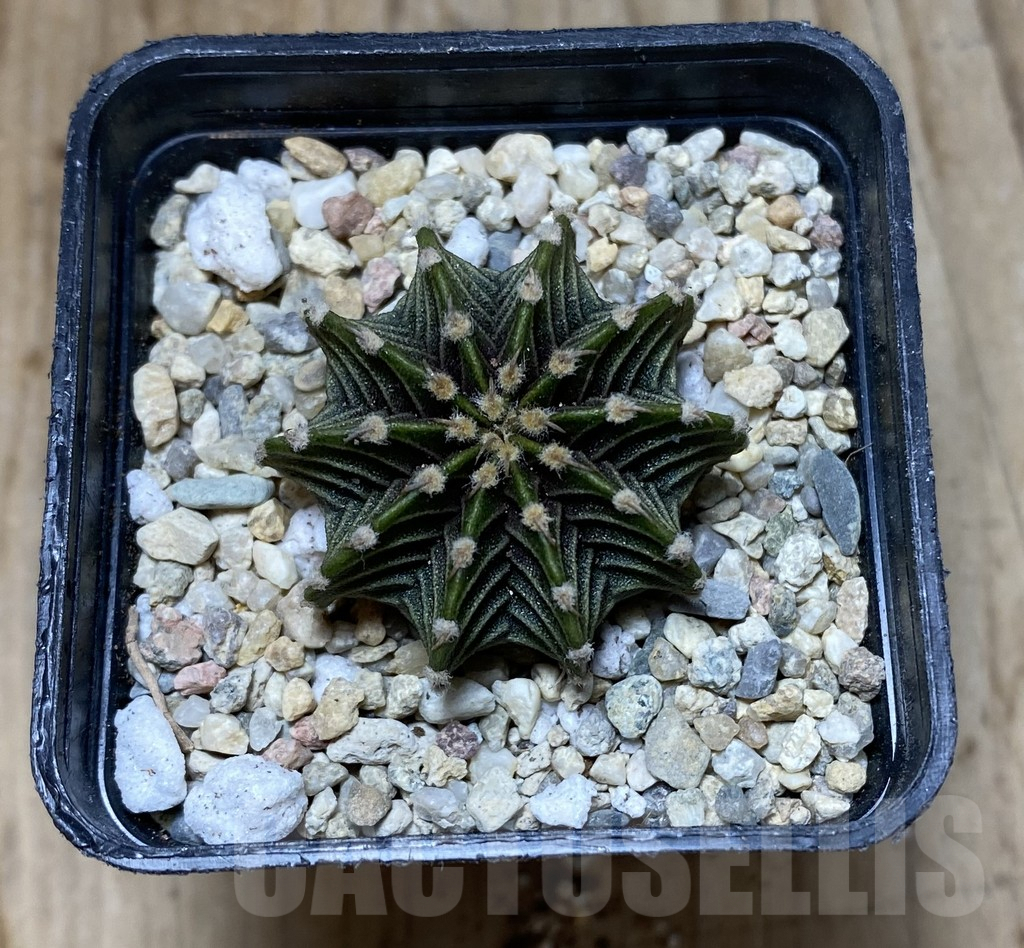 SHPR37908 Gymnocalycium friedrichii LB 2178 - immagine 2