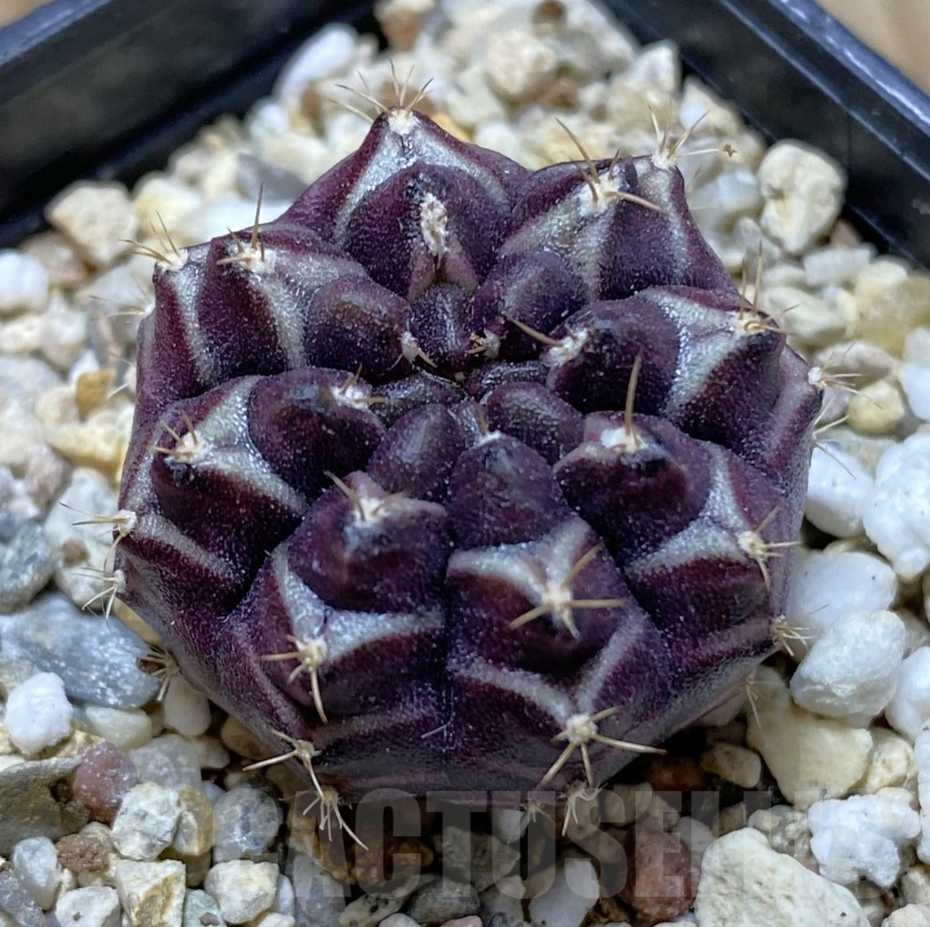 SHPR37909 Gymnocalycium mihanovichii ‘Day Dream’ seedling