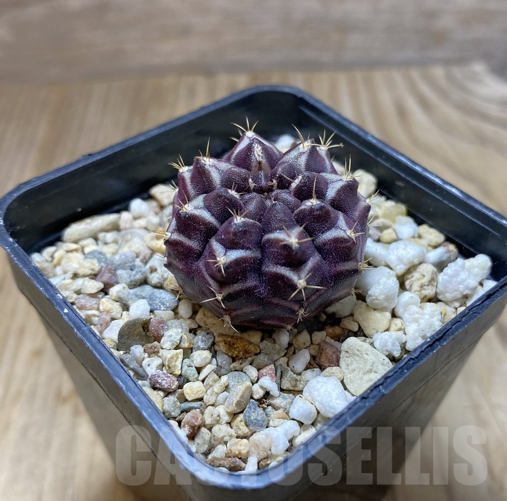 SHPR37909 Gymnocalycium mihanovichii ‘Day Dream’ seedling - immagine 2