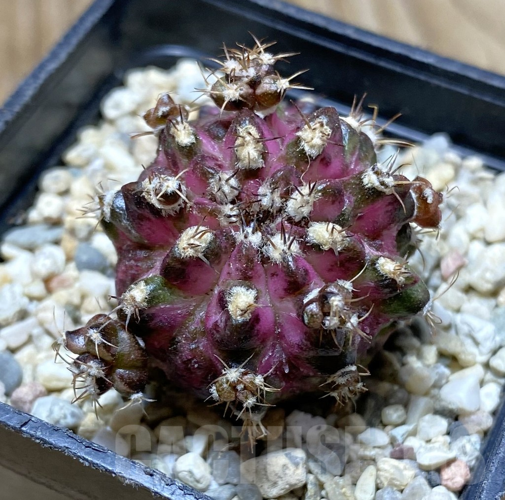 SHPR37911 Gymnocalycium mihanovichii T-lux