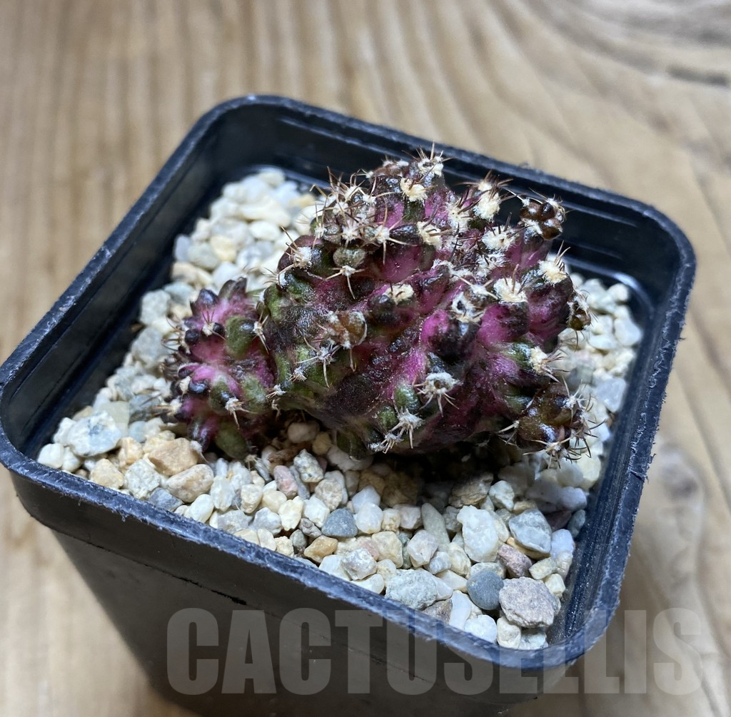 SHPR37911 Gymnocalycium mihanovichii T-lux - immagine 2