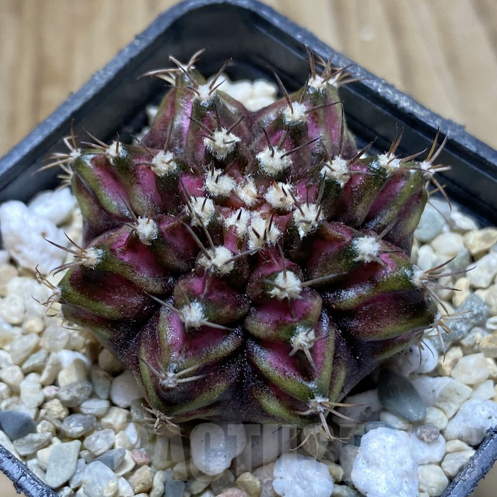 SHPR37912 Gymnocalycium mihanovichii T-lux