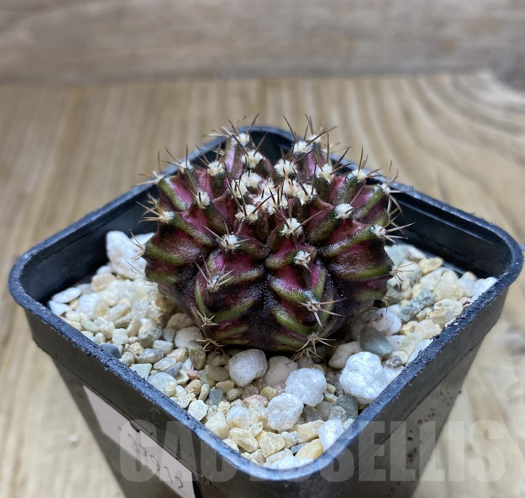 SHPR37912 Gymnocalycium mihanovichii T-lux - immagine 2
