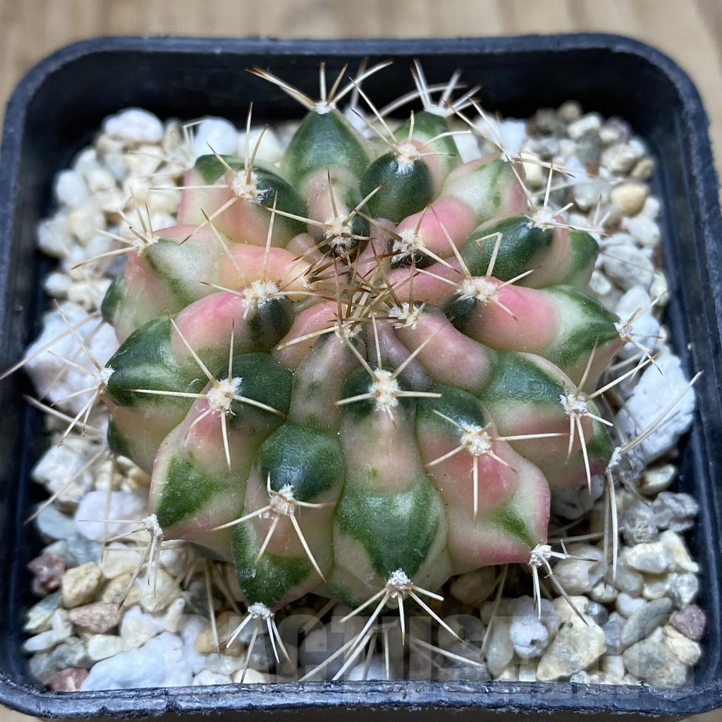 SHPR36244 Gymnocalycium mihanovichii ‘Cat Eye’